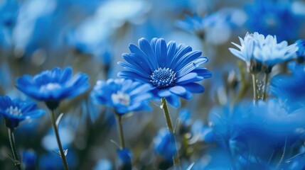 Blue summer flowers in full bloom