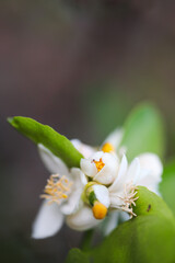 close up of white flower, White lemon flowers, blurred background