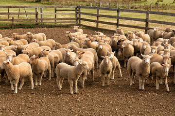 Wall Mural - Herd of sheep with full fleeces in stockyards