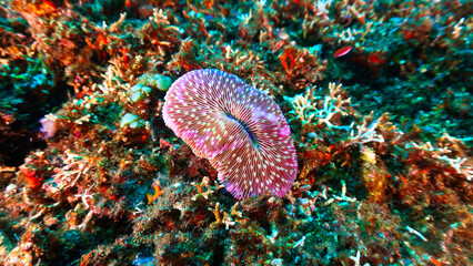 Wall Mural - Underwater photo of corals at a colorful coral reef in sunlight rays. From a scuba dive in Bali. Indonesia. Asia