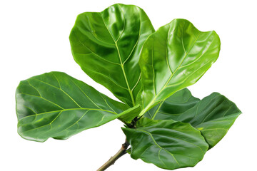 Fiddle leaf fig, isolated on solid white background, PNG di-cut style, realistic photo style, object as model