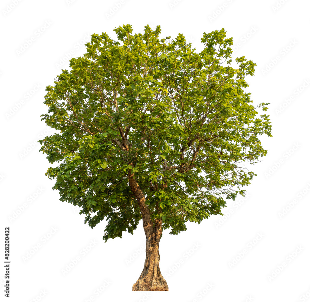 Green tree isolated on transparent background with clipping path and ...