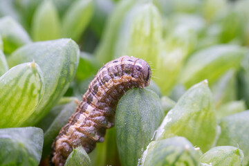 Poster - spodoptera exigua larva in the wild state