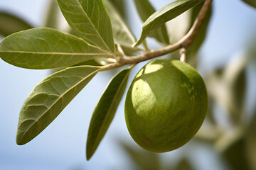 Poster - green olives on tree