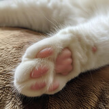 araffed cats paw with pink and white markings on its paws