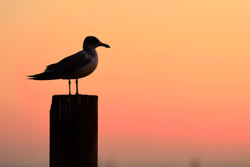 Wall Mural - seagull at sunset