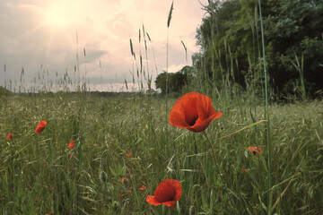 Wall Mural - Mohn - Ecology - Beautiful summer day. Red poppy field. - Flowers Red poppies blossom on wild field. - Sunrise - Sunset - High quality photo	