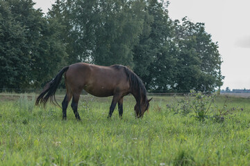 Wall Mural - A thoroughbred horse grazes in a farmer's field.