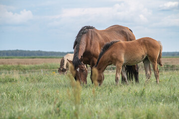 Wall Mural - A thoroughbred horse grazes in a farmer's field.