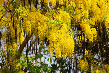 Wall Mural - Beautiful yellow flowers on a tree in the tropics