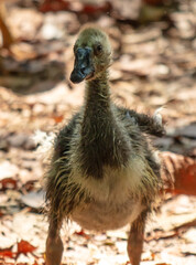 Poster - Portrait of a little goose in nature