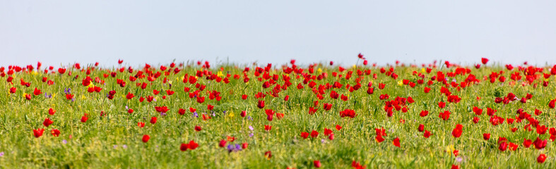 Canvas Print - Field with red tulips in the steppe in spring as a background.