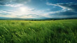 © Rauhhul - Sunshine and Greenery Backgrounds: Field of Dreams