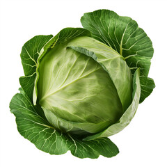 Wall Mural - a close up of a green cabbage head with leaves on a white background