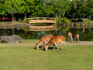 Wall Mural - 【奈良公園】芝を食べる鹿の群れと池の風景