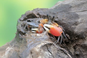 Two fiddler crabs are hunting for prey in dry wood drifting in the currents of coastal estuaries. This animal has the scientific name Uca sp.