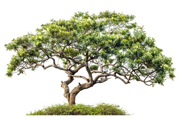 isolate trees tree plant white background.