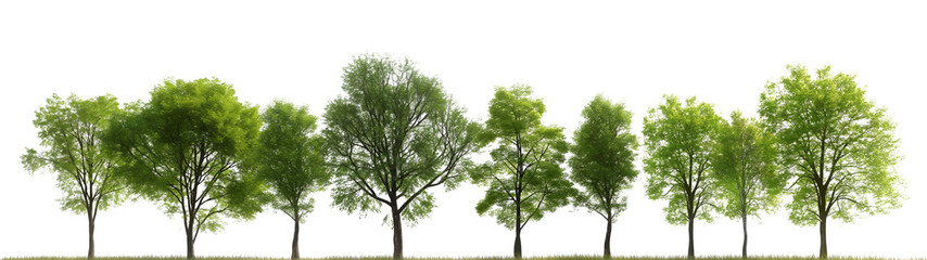Wall Mural - Green trees isolated on white background