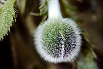 Wall Mural - bud of a plant, nacka,sverige,sweden,stockholm,Mats