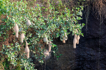 Sticker - Beautiful nest hanging to the branch. Weaver Bird's Nest, Bird home.