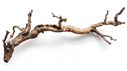 dry twisted jungle branch isolated on white background