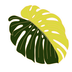 Leafs, leaf vectors, Monstera deliciosa, plant, garden, green , natural, nature, green, monstera leaves