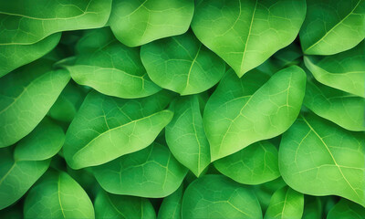 Wall Mural - abstract background nature view of green leaf with copy space using as background natural green plan