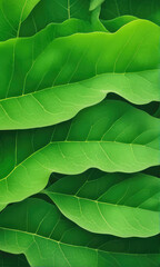 Wall Mural - abstract background nature view of green leaf with copy space using as background natural green plan
