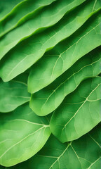 Wall Mural - abstract background nature view of green leaf with copy space using as background natural green plan
