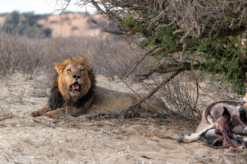 Wall Mural - Lion male in the Kalahari Desert. This dominant male lion (Panthera leo) was protecting his prey  in the Kgalagadi Transfrontier Park in South Africa.