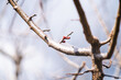 © Соня Монштейн - Blossoming peach tree, close up of a new pink buds on a peach tree branch in early spring garden on sunny day, march and april floral nature