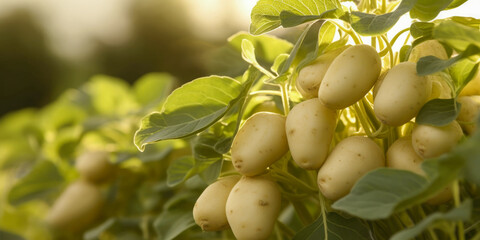 Canvas Print - Close up of Potatoes in the Garden