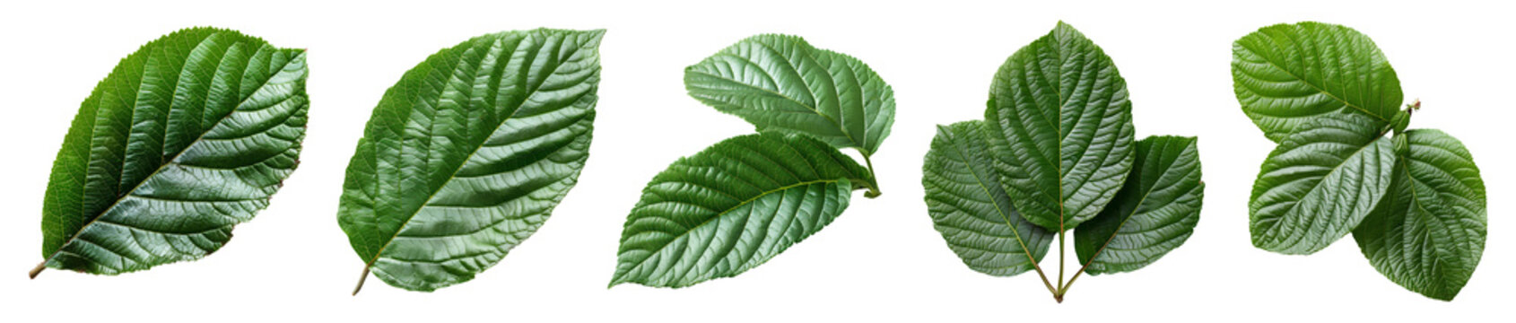 guava leaf set png. set of green guava leaves isolated. guava leaf png. guava leaf from guava tree i