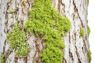 Canvas Print - Moss growing on tree bark