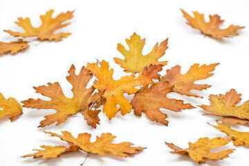 Sticker - Autumn Leaves on a White Background