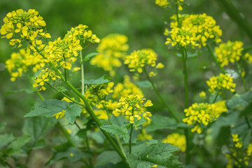 white mustard (sinapis alba) in bloom.