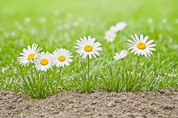 Wall Mural - Daisies in a Green Meadow