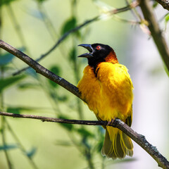 Wall Mural - Chirping adult male black-headed weaver bird, ploceus-melanocephalus, perched on a branch against soft green foliage background. Space for text.