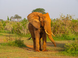 Kenia - safari