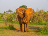 Kenia - safari