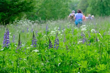 Sticker - Green meadow with blooming lupine. Silhouettes of hiking people walking in a meadow with backpacks on background