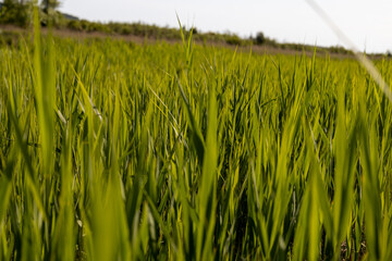 Wall Mural - Green grass sways in the wind under the blue sky