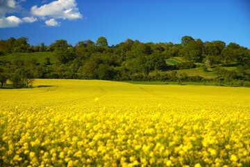 Wall Mural - Field of yellow flowers with trees in background on a sunny day