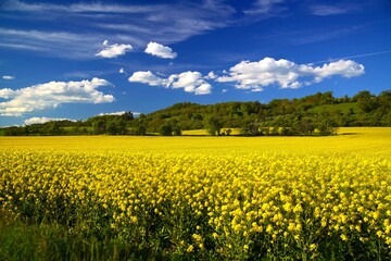 Wall Mural - Vast field of yellow flowers under a clear blue sky