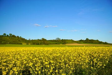 Wall Mural - Field of vibrant yellow flowers in the distance