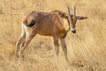 Canvas Print - Oryx beisa, femelle et jeune,  Oryx gazella beisa, Parc national de Samburu, Kenya