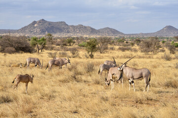 Canvas Print - Oryx beisa, femelle et jeune,  Oryx gazella beisa, Parc national de Samburu, Kenya