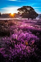 Wall Mural - a large tree near some purple flowers in a field of lavender