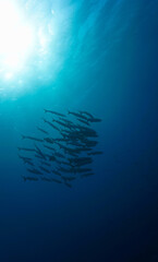 Wall Mural - Underwater photo of school of barracuda fish in rays of sunlight. Scuba dive from the shipwreck USS Liberty in Tulamben, Bali, Indonesia.