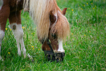 Miniature pony grazing in the grass of dandelions.